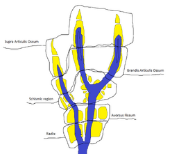 Vorian hand