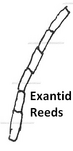 Exantid reeds