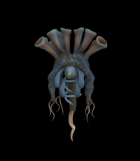 Taflors