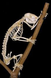 Drop Bear Skeleton