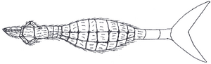 Rihglid