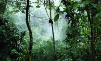 Tropica2