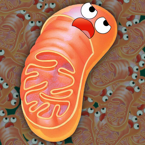 File:Groaning mitochondria.jpg
