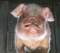 Thumbnail for version as of 00:56, November 15, 2006