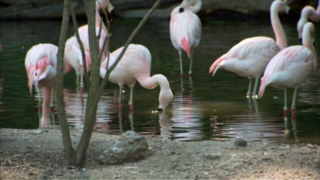 File:4187Habitat.jpg