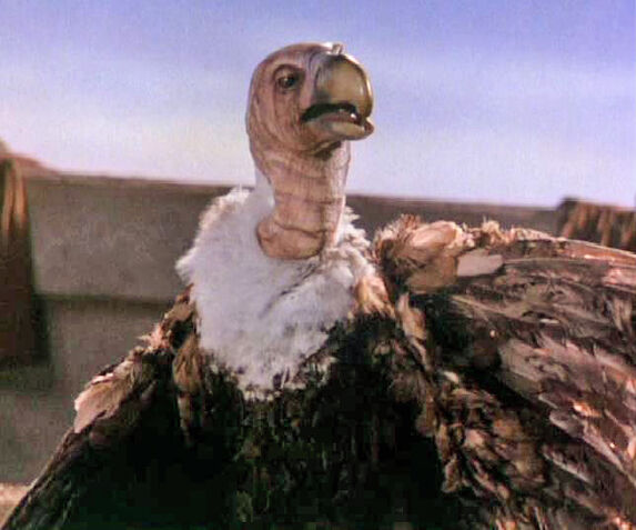 File:Vulture.jpg