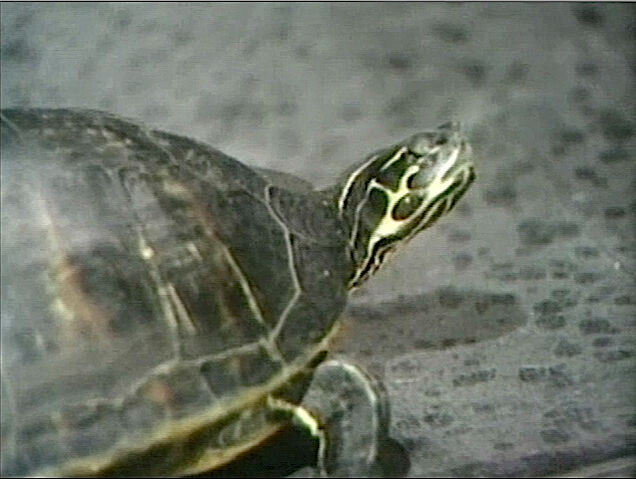 File:0115p.jpg