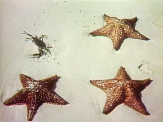 File:1041starfish.jpg