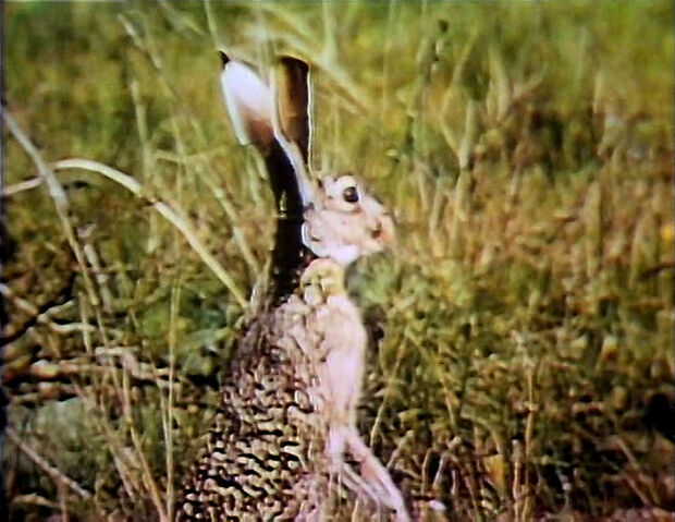File:Film.Jackrabbit.jpg