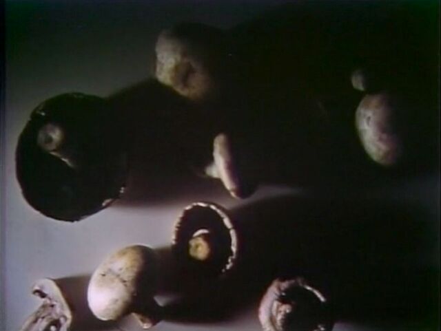 File:Mushrooms.jpg