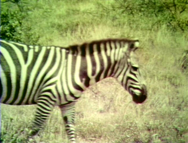 File:1452-Zebras.jpg