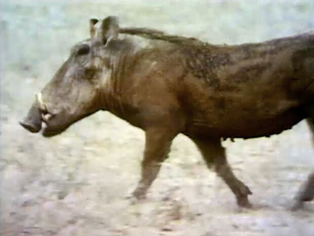 File:Warthogfilm.jpg