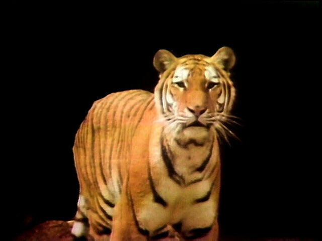 File:WhoYouLookinAtTiger.jpg