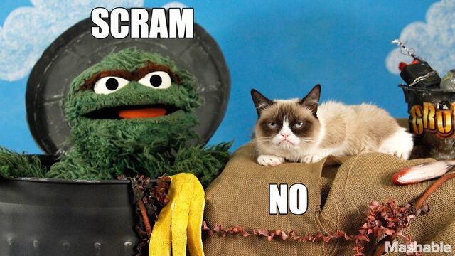 File:Oscar and Grouchy Cat.jpg