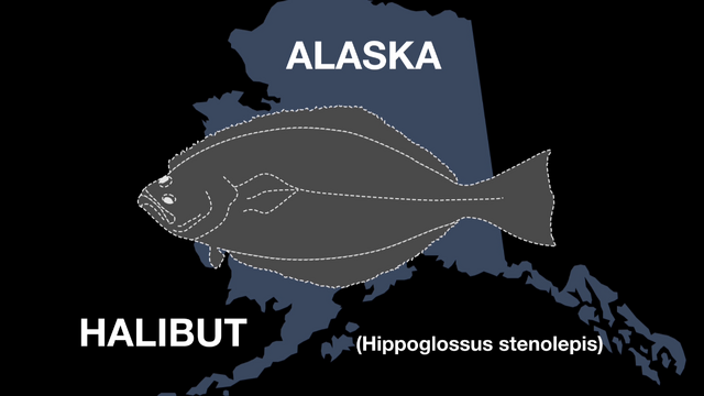 File:Scratching Hitchhiker halibut 1.png