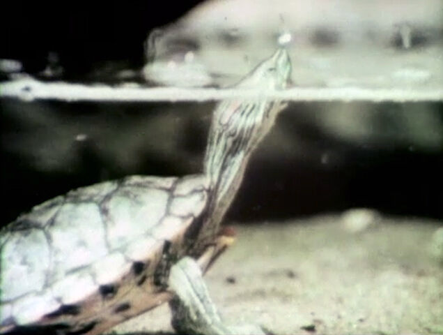 File:2529-Turtle.jpg