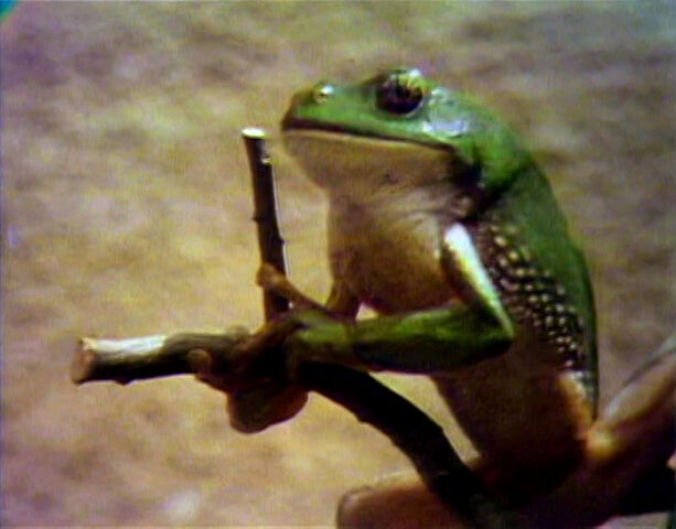 File:Song.frogstruggle.jpg