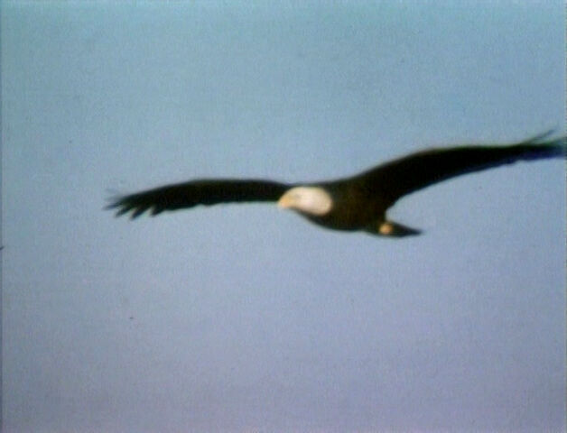 File:Baldeaglefilm2.jpg