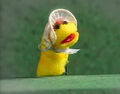 Thumbnail for version as of 06:33, December 31, 2005