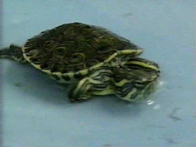 File:PS-Tortugas.jpg