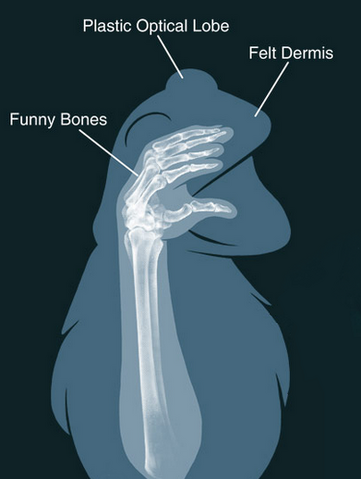 File:Kermit-xray 03.png