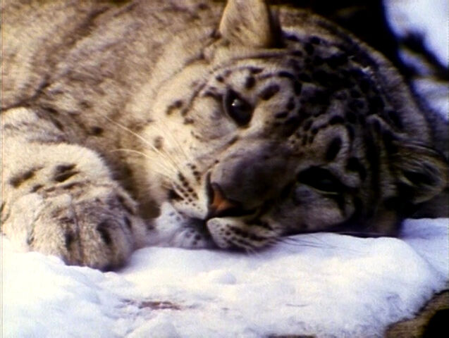 File:SomebodyComeandPlay.Snowleopards.jpg