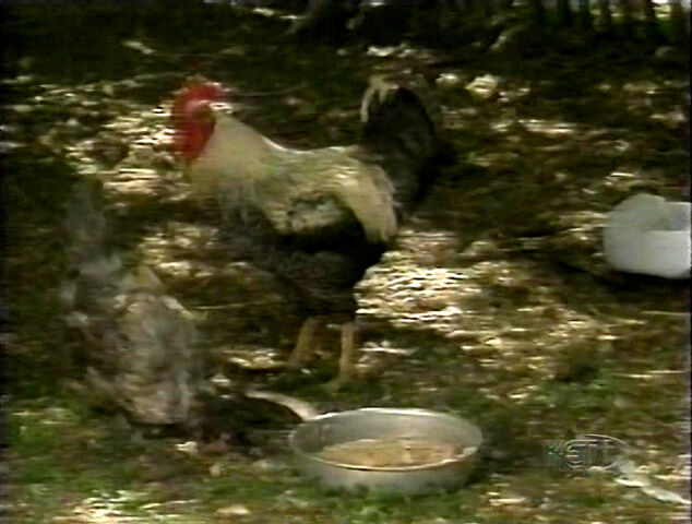 File:FeedingTime.jpg