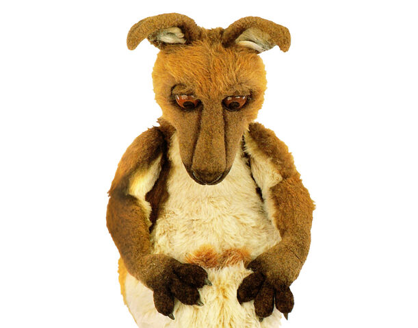 File:Kasey the Kangaroo.jpg