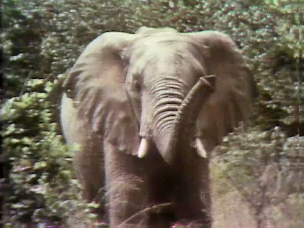 File:Elephant film.jpg