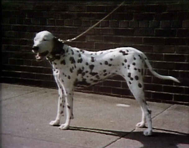 File:Dalmatiand.jpg