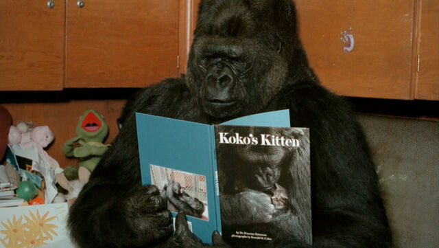 File:Koko Kermit.jpg