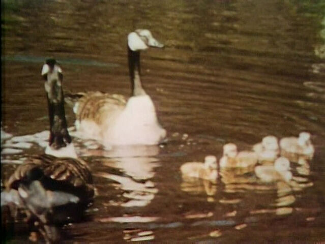 File:Film-Geese.jpg