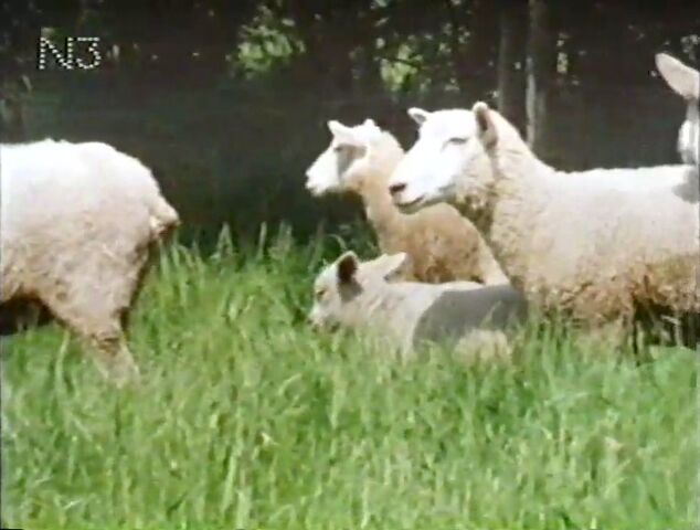 File:StrasseSheep.jpg
