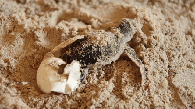 File:4515-Turtle.png