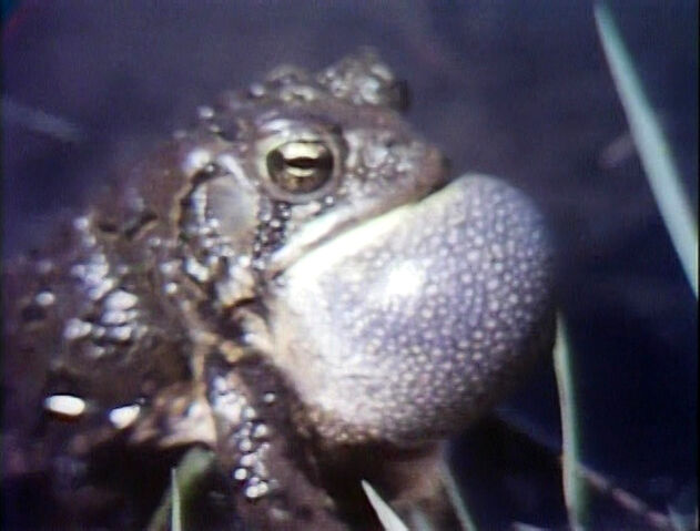 File:2776FrogFilm.jpg