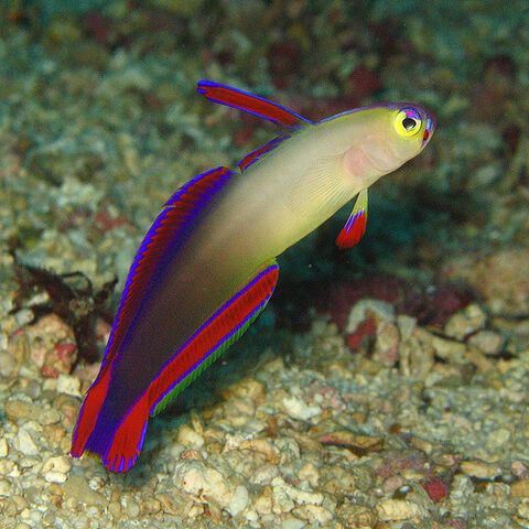 File:User-Pufflezzz.jpg