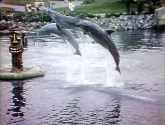 File:3-Dolphins.jpg