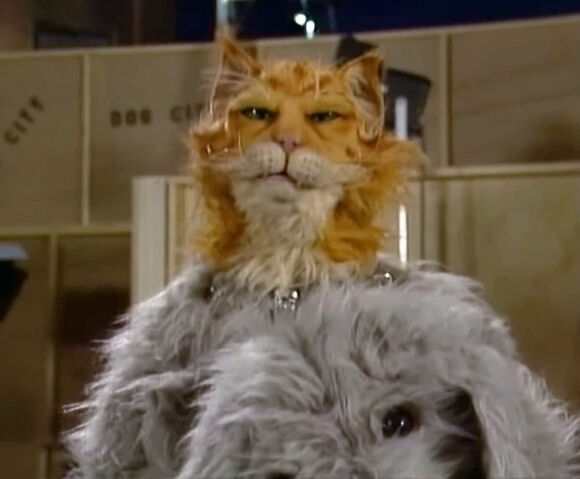 File:StuntCat.jpg