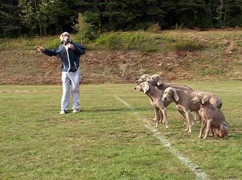 File:4008WegmanDogs.jpg
