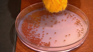 TheAmoebas