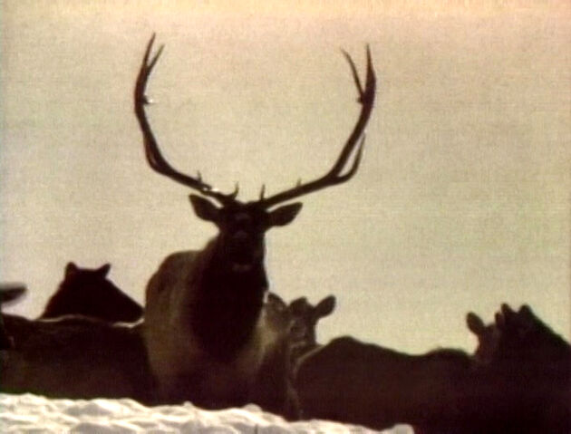 File:ElkFeeding.jpg