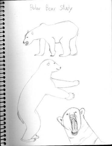 File:Polar Bear Study.jpg