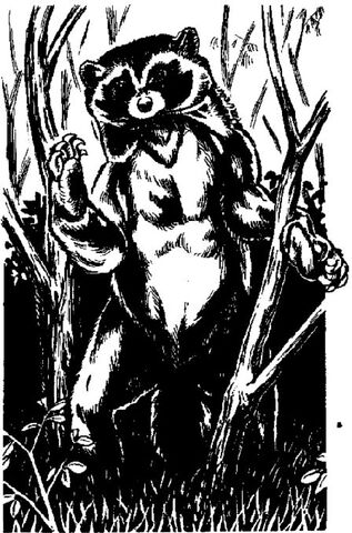 File:Rakkon.jpg