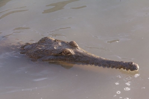Crocodylus-johnstoni-2
