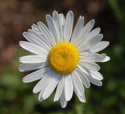 220px-Leucanthemum vulgare 'Filigran' Flower 2200px