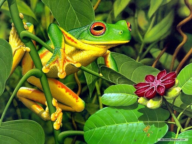 File:Frog-Wallpaper-frogs-7018060-1024-768.jpg