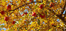 Apple branches