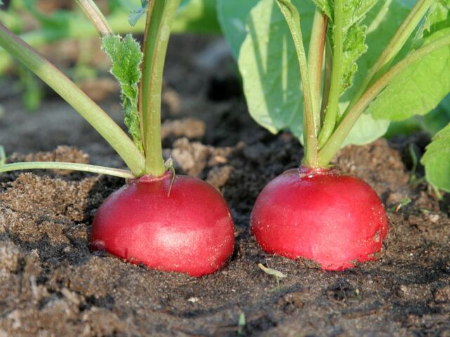 File:Radishes in soil.jpeg