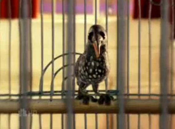 File:Claymated Bird.jpg