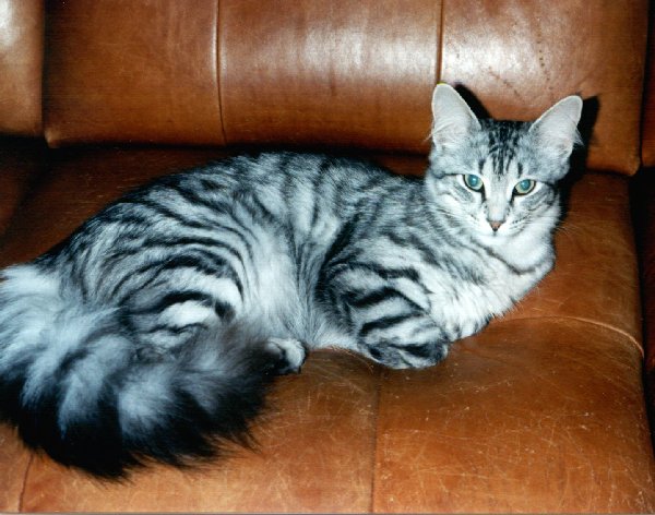File:Blizzardpaw.jpg